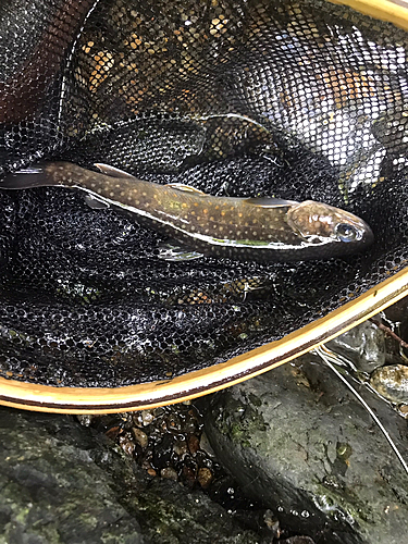 イワナの釣果