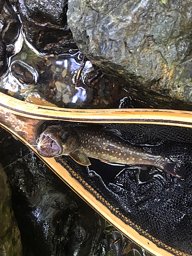 イワナの釣果