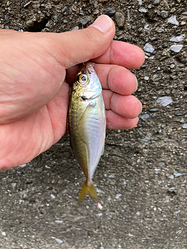 マアジの釣果