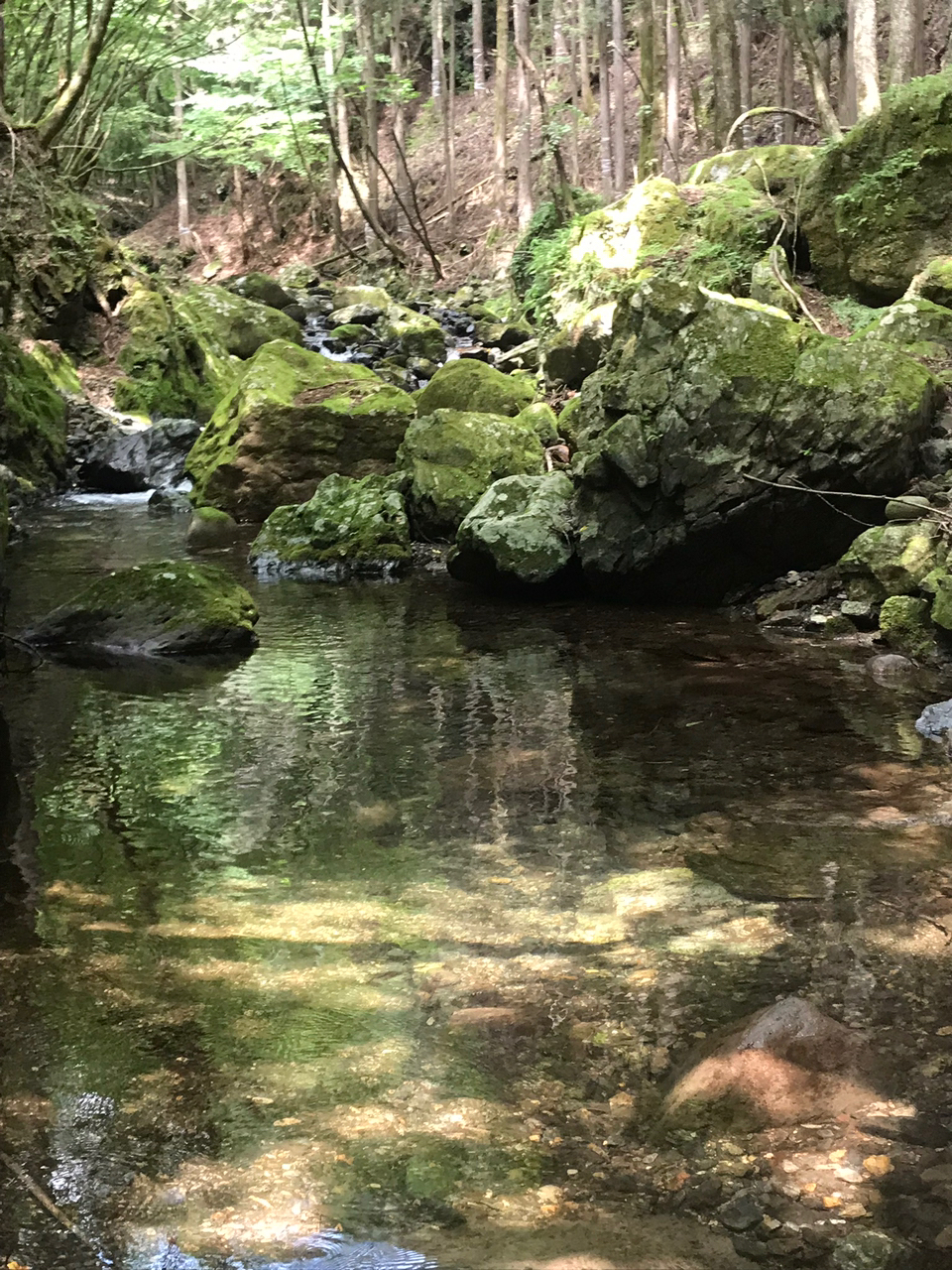 イワナ