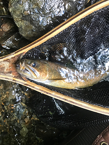 イワナの釣果