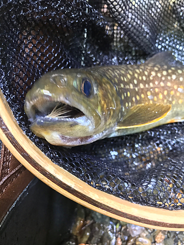 イワナの釣果