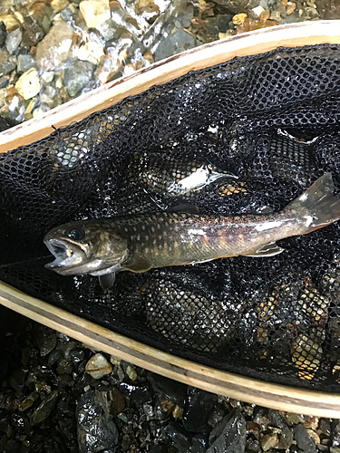 イワナの釣果