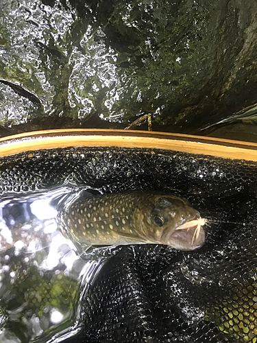 イワナの釣果