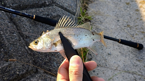 セイゴ（マルスズキ）の釣果