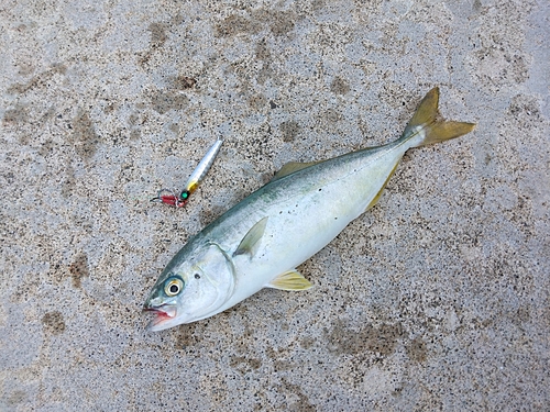 ワカシの釣果