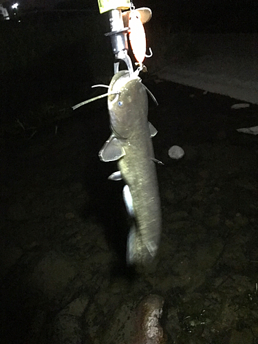 マナマズの釣果