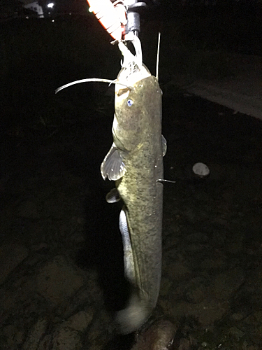 マナマズの釣果