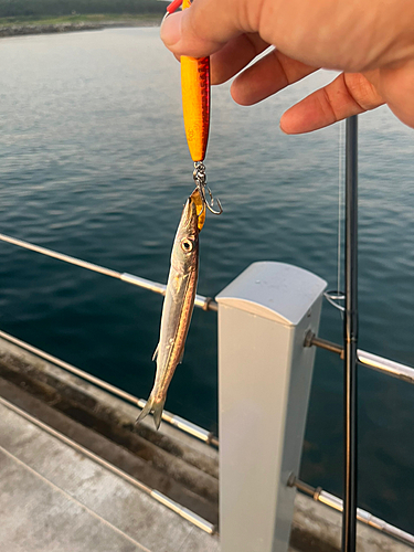 カマスの釣果