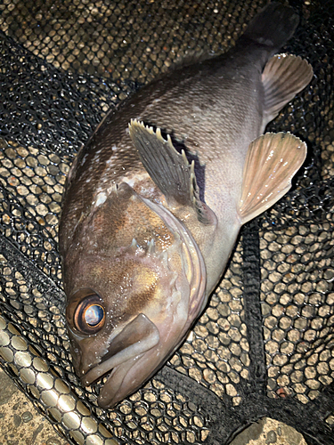 ソイの釣果