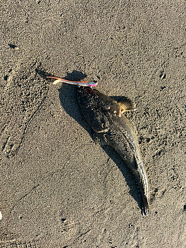 マゴチの釣果