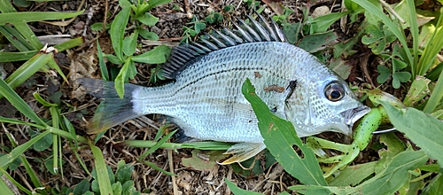 キビレの釣果