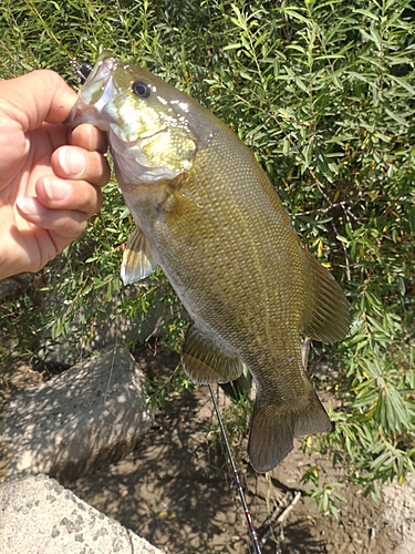 スモールマウスバスの釣果