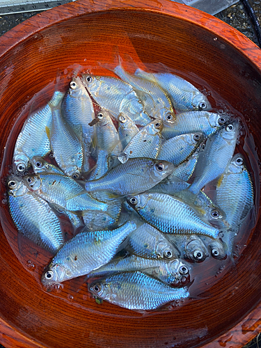 茨城県で釣れたタナゴの釣り・釣果情報 - アングラーズ | 釣果400万件