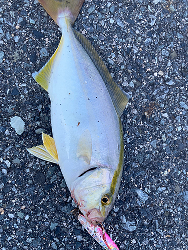 ショゴの釣果