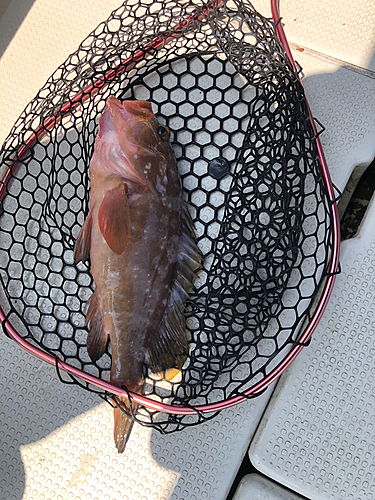 アコウの釣果