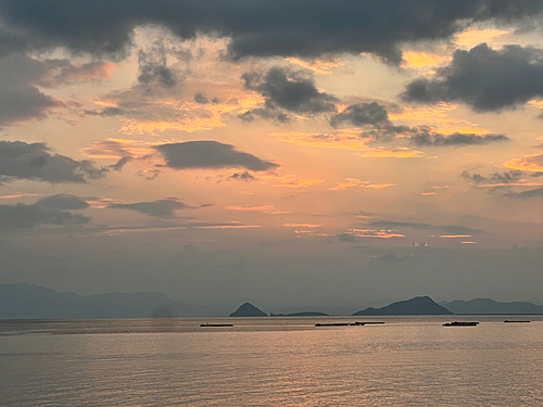 アイゴの釣果