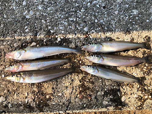 シロギスの釣果