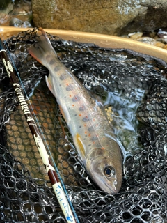 アマゴの釣果