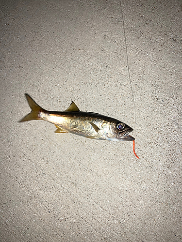 ムツの釣果