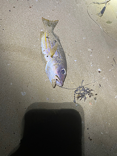 ビタローの釣果