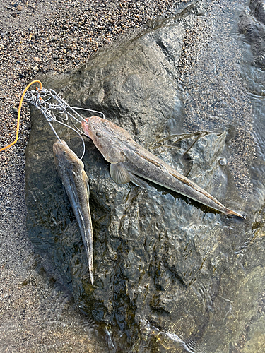 マゴチの釣果