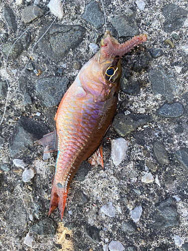 ネンブツダイの釣果