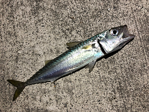 サバの釣果