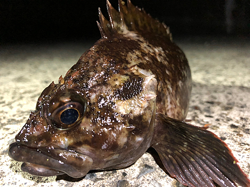 ムラソイの釣果