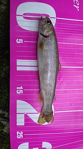 イワナの釣果