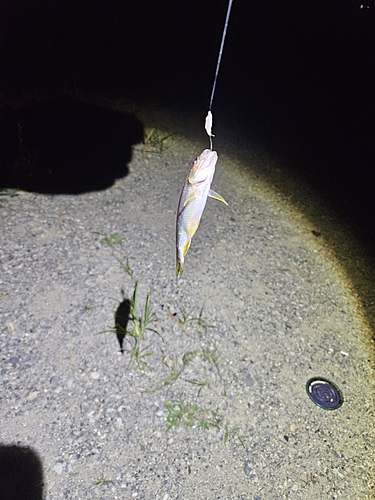 カワムツの釣果