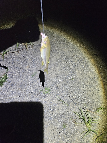 カワムツの釣果