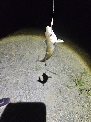 ウグイの釣果