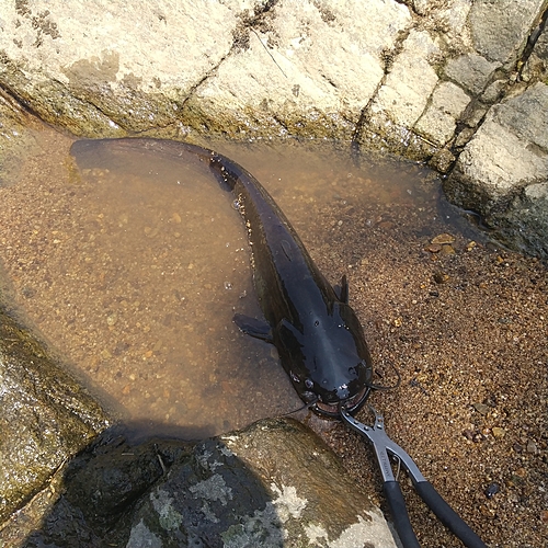 マナマズの釣果