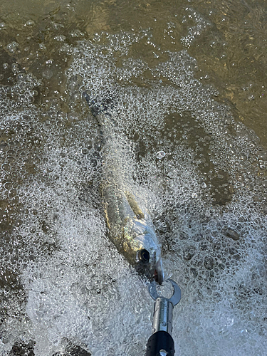 セイゴ（マルスズキ）の釣果