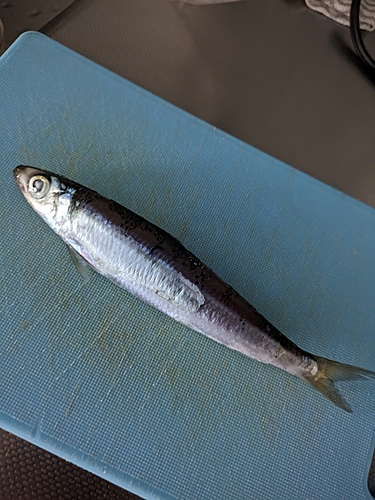 ウルメイワシの釣果