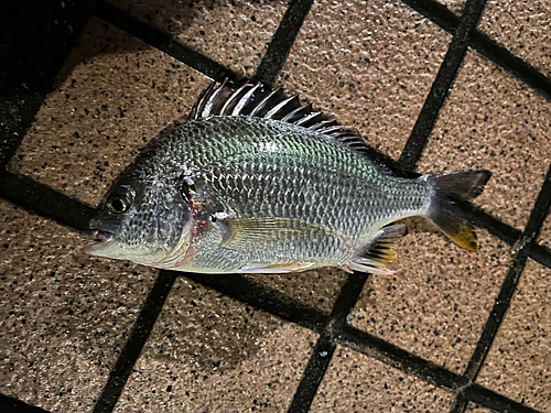 クロダイの釣果