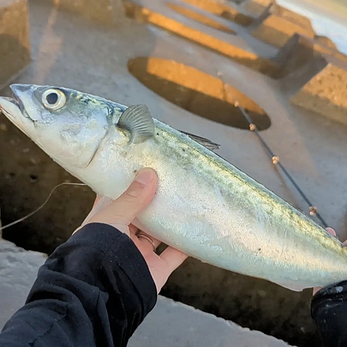 サバの釣果