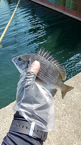 メイタの釣果