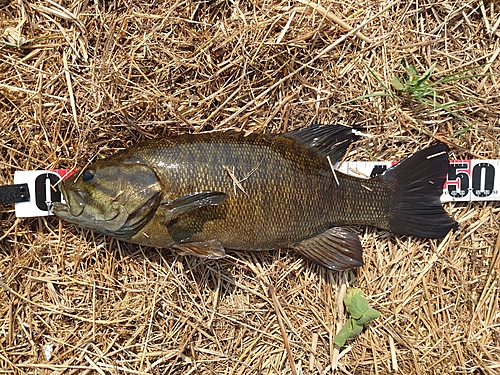 スモールマウスバスの釣果