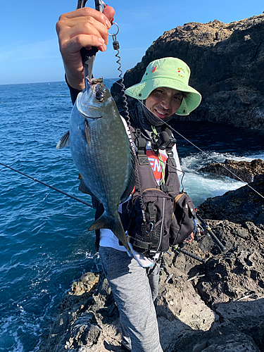 イスズミの釣果