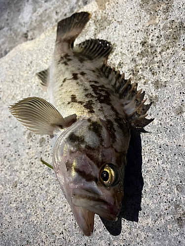 クロソイの釣果