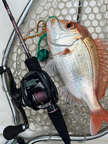 レンコダイの釣果