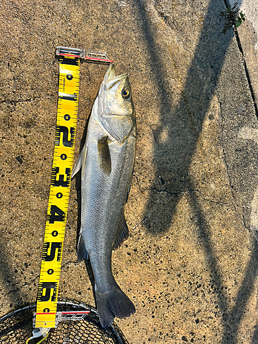 シーバスの釣果