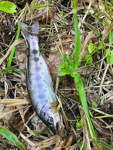 ヤマメの釣果