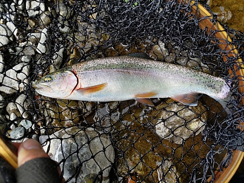 ニジマスの釣果