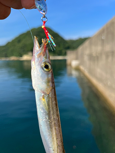 カマスの釣果