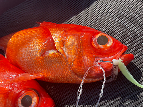 キンメダイの釣果