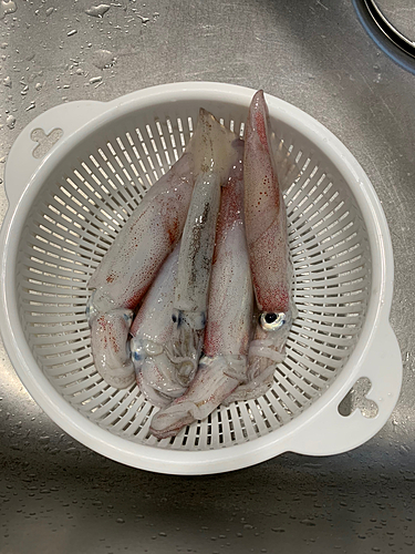 釣果