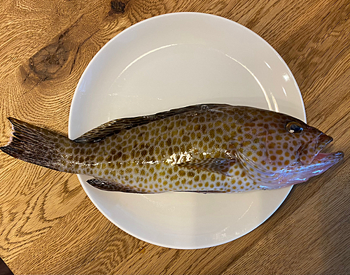 オオモンハタの釣果